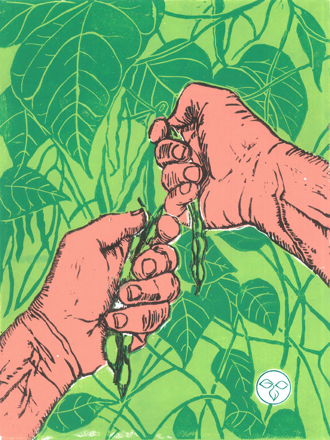 String Bean Harvest #1