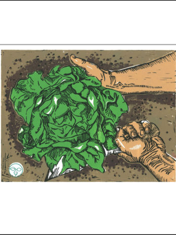 BUTTERCRUNCH HARVEST#2 – (16″ X 20″ WHITE MATTE)